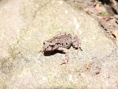 Anura