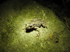 Anura