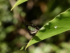 Polyura hebe