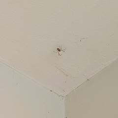 Nephilingis cruentata