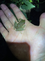 Anura