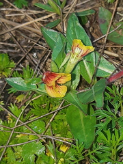 Oenothera epilobiifolia