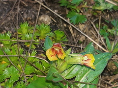 Oenothera epilobiifolia