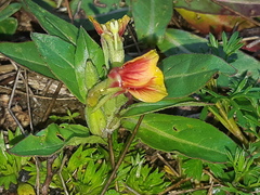 Oenothera epilobiifolia