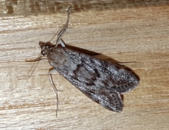 Achyra affinitalis