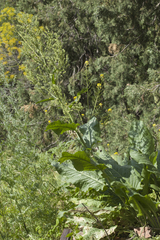 Rumex thianschanicus