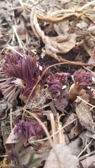 Lamprocapnos spectabilis