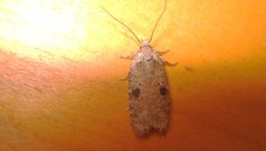 Agonopterix propinquella