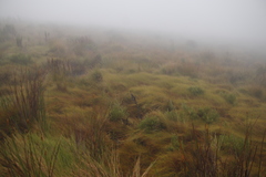 Anthochortus crinalis