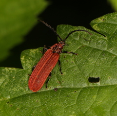 Lopheros rubens