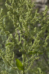 Rumex thianschanicus