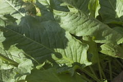 Rumex thianschanicus