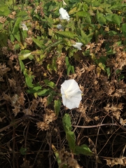 Calystegia macrostegia macrostegia