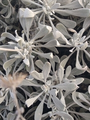 Senecio palmeri
