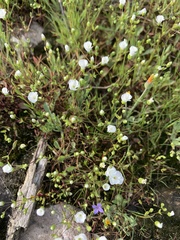 Mononeuria uniflora