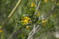Restella alberti