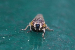 Acericerus vittifrons