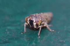 Acericerus vittifrons