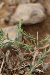 Asterothamnus centrali-asiaticus