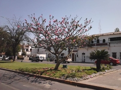 Pseudobombax ellipticum