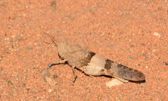 Sphingonotus scabriculus