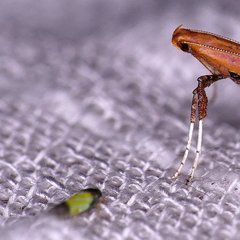 Erythridula bitincta