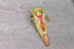 Viridicerus ustulatus