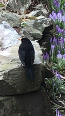 Turdus merula