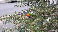 Trichoglossus moluccanus moluccanus