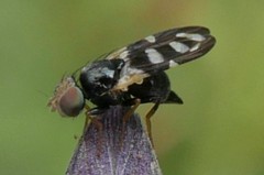 Sphaeniscus filiolus