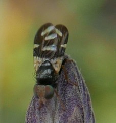 Sphaeniscus filiolus