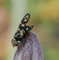 Sphaeniscus filiolus