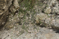 Asperula congesta