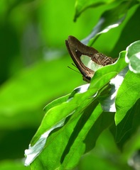 Polyura hebe