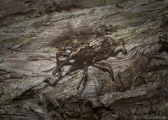 Ilacuris laticollis