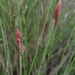 Anarthria laevis - Photo (c) Loxley Fedec, algunos derechos reservados (CC BY-NC), subido por Loxley Fedec