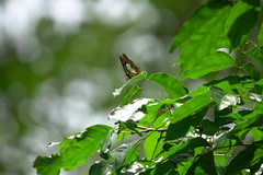 Polyura hebe