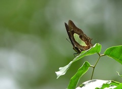 Polyura hebe