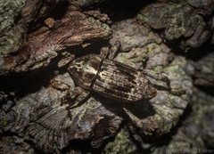 Ilacuris laticollis