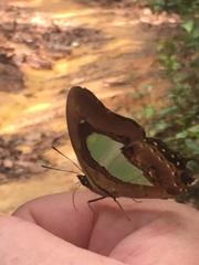 Polyura hebe