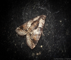 Calathusa hypotherma