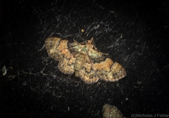 Gymnoscelis derogata