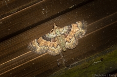 Gymnoscelis derogata