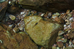 Heleophryne purcelli