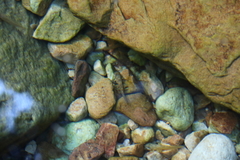 Heleophryne purcelli