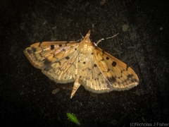 Herpetogramma cynaralis