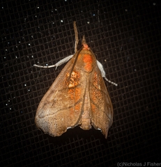 Styphlolepis hypermegas