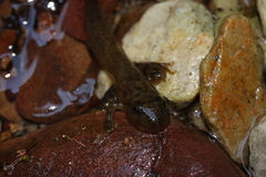 Heleophryne purcelli