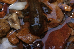 Heleophryne purcelli