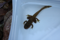 Heleophryne purcelli